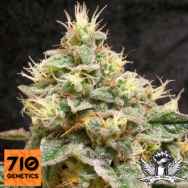 710 Genetics Seeds Sweet 710 Stilton AKA Sweet 710 Cheese